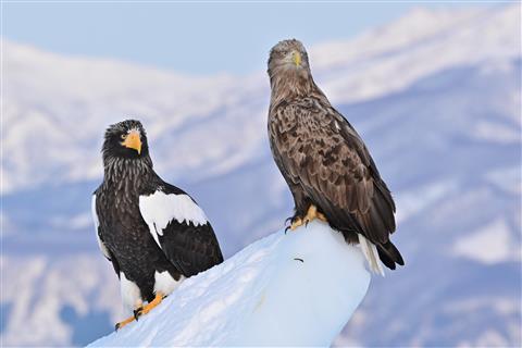 羅臼・流氷＆バードウォッチングクルーズ（オオワシとオジロワ）